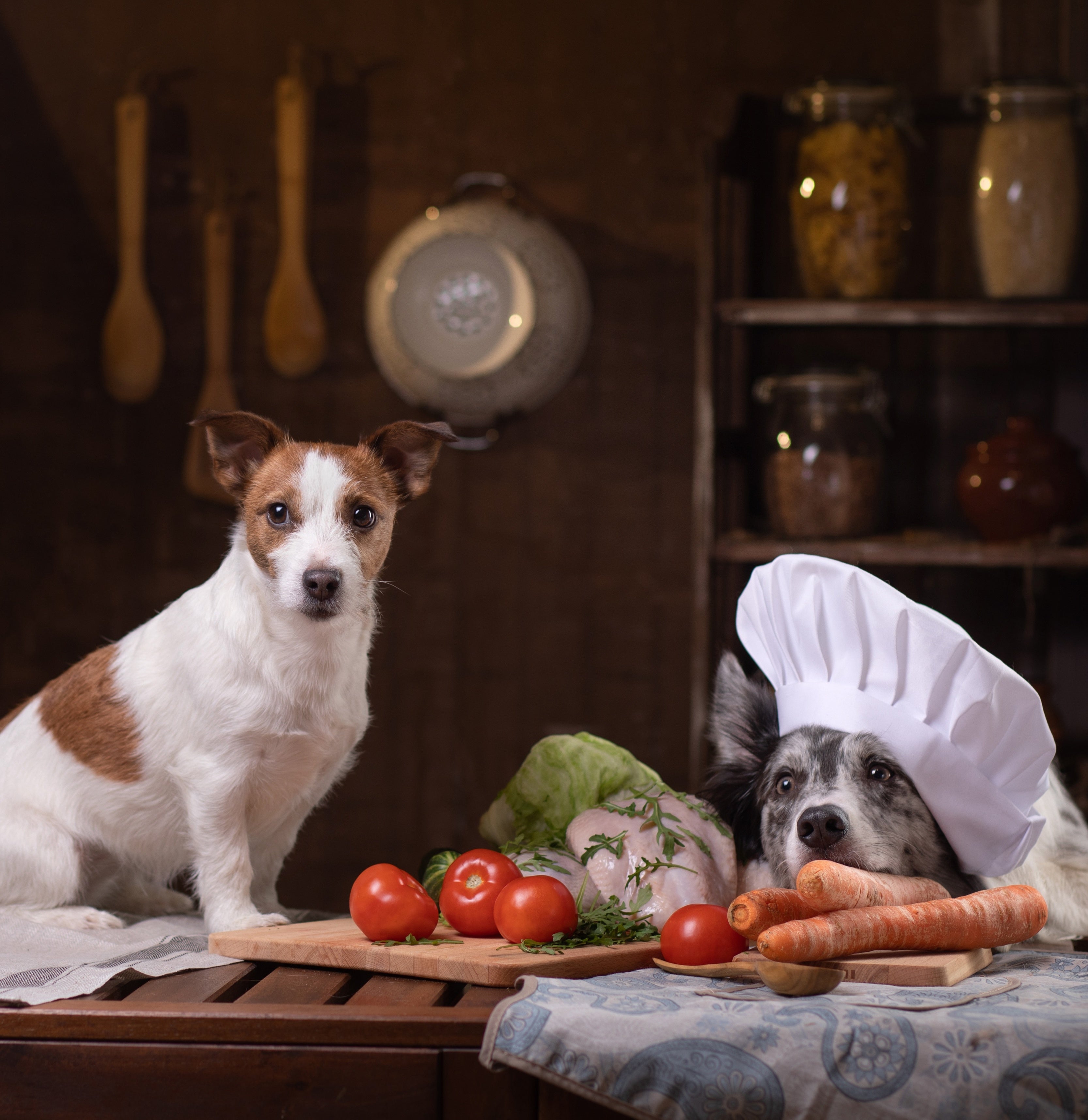freeze dried pet treats