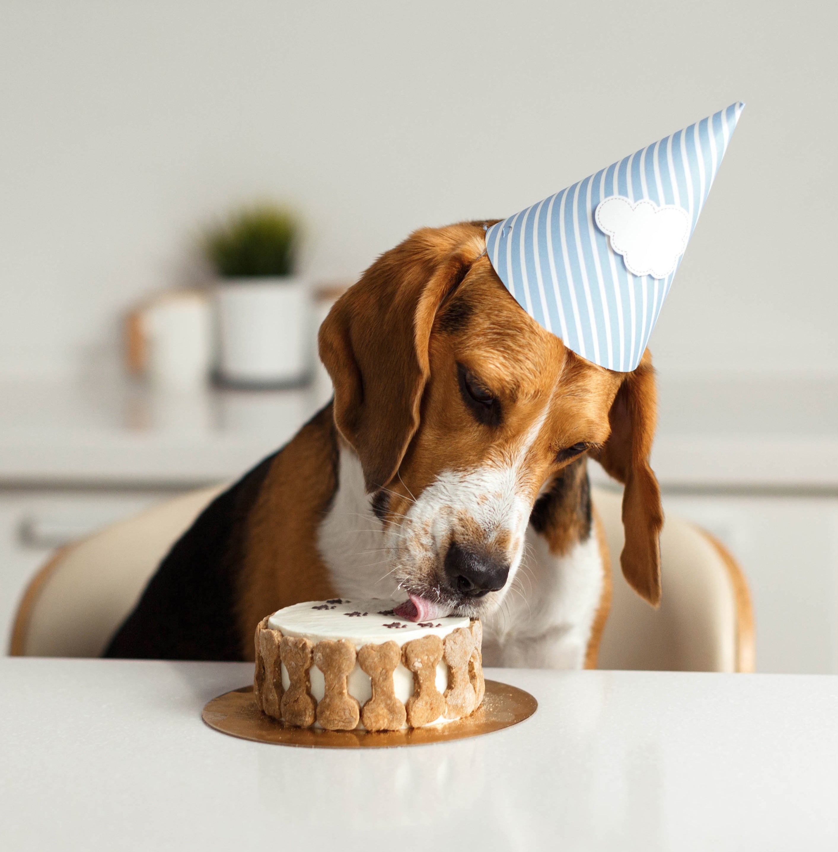dog party decor favors