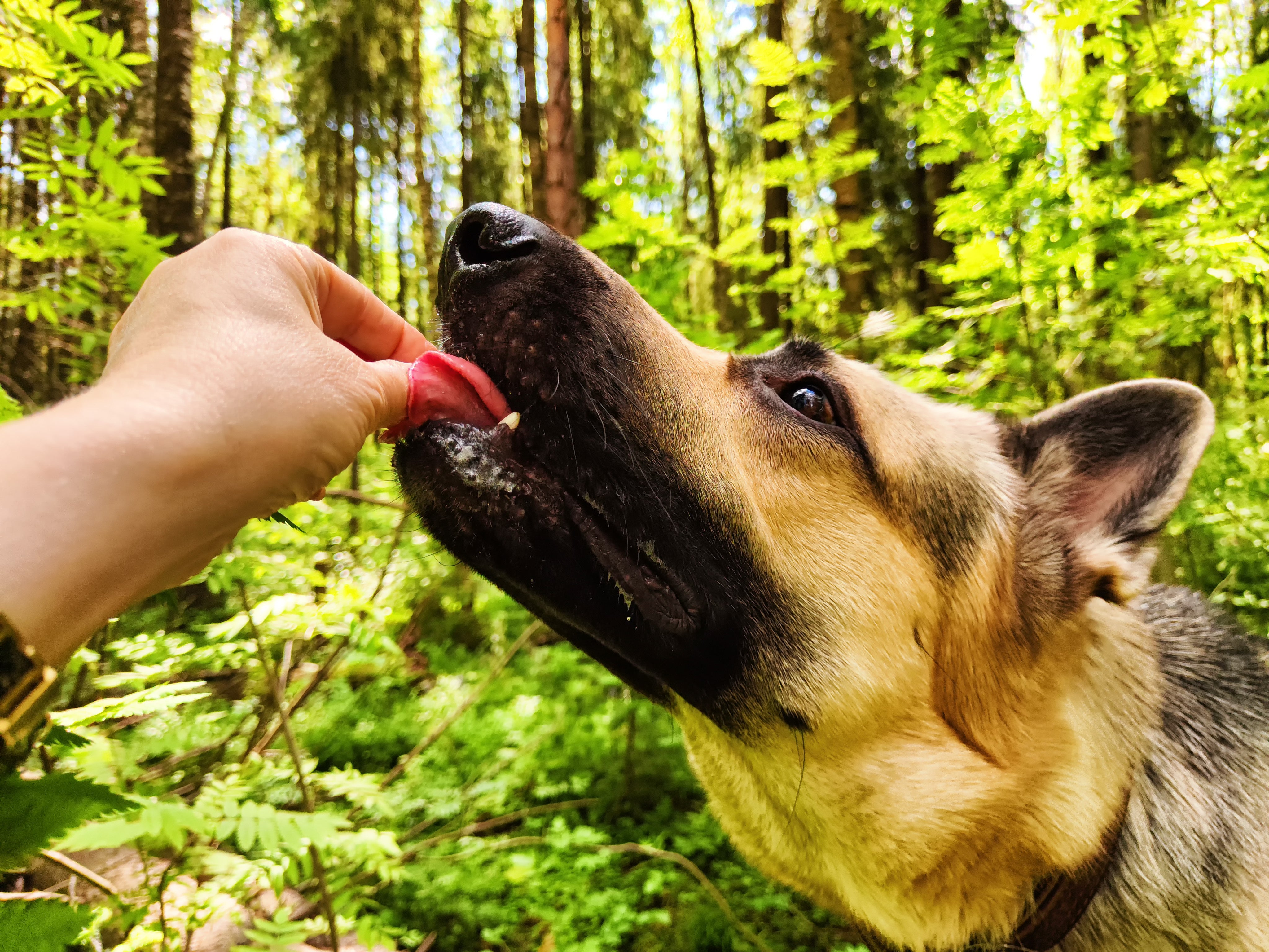 Dog eating natural treat